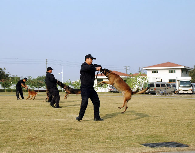 犬防服务